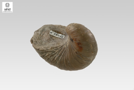 Gryphaea arcuata (Bivalve)