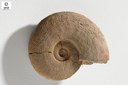 Harpoceras falciferi (Ammonite)