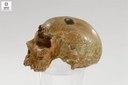 Homo sapiens neanderthalensis (Ominide)