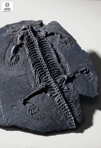 Lariosaurus balsami (Rettile)