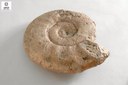 Lithacoceras magnum (Ammonite)