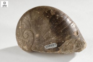 Neritaria incisa (Gasteropode)