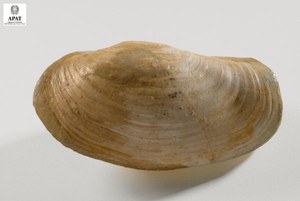 Panopea sp. (Bivalve)