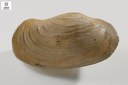 Panopea sp. (Bivalve)