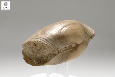 Panopea sp. (Bivalve)