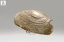 Panopea sp. (Bivalve) 