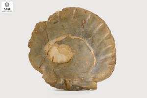 Pecten flabelliformis   (Bivalve)