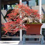 Crespi Bonsai Museum