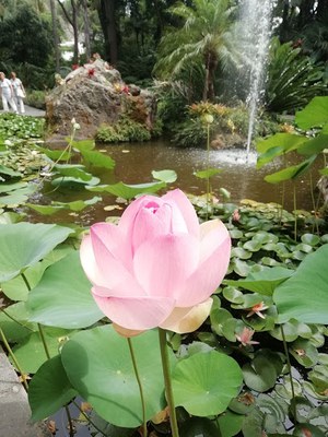 Giardini la Mortella