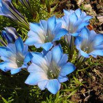 Giardino Alpino "Le Viotte" di Monte Bondone