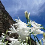 Giardino Botanico Alpino Paradisia