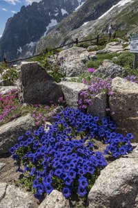 Giardino Botanico Alpino Saussurea