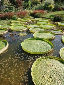 Giardino Botanico di Villa Bricherasio