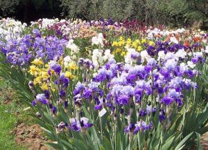 Giardino dell'Iris