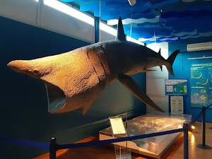 Museo di Biologia Marina “Parenzan”