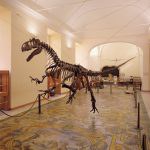 Museo di Paleontologia del Centro Musei delle Scienze Naturali