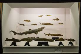 Museo di Storia Naturale "Monsignore S. Ferrari"