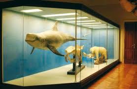 Museo di zoologia di Padova