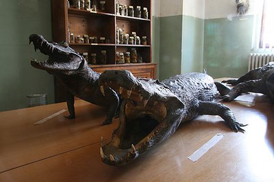 Civico Museo di Scienze Naturali "G.Galletti"