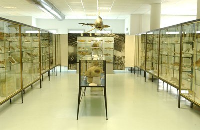 Museo Ittico "A. Capriotti"