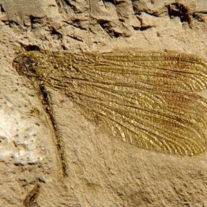 Museo Paleontologico "Lorenzo Sorbini"