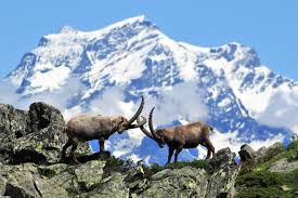 Museo Parco Nazionale Gran Paradiso