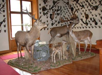 Museo Regionale della Fauna Alpina "Beck Peccoz"