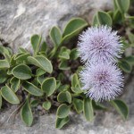 Orto Botanico delle Alpi Apuane "Pietro Pellegrini"