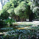 Orto botanico dell'Università di Palermo