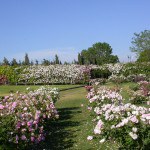 Orto botanico di Viterbo "Angelo Rambelli"