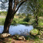 Orto botanico di Viterbo "Angelo Rambelli"