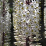 Orto botanico "Giardino dei Semplici"