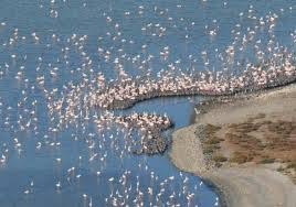 Parco Naturale Regionale Molentargius Saline