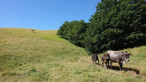 Riserva naturale dello stato dell'Orecchiella