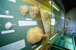 Torre Saracena - Museo delle Conchiglie