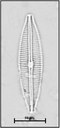 Craticula halophila (Grunow) Mann in Round, Crawford & Mann, 1990