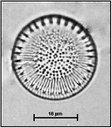 Cyclotella comta (Ehrenberg) Kützing, 1849