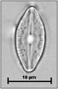 Diadesmis confervacea Kützing, 1844