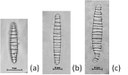 Diatoma moniliformis  Kützing, 1833