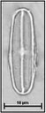 Fallacia subhamulata (Grunow) Mann in Round, Crawford & Mann 1990