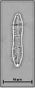 Fragilaria mesolepta Rabenhorst, 1861