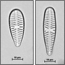 Gomphonema minutum Agardh,1831