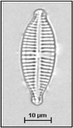 Gomphonema olivaceum (Hornemann) Brébisson, 1838