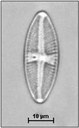 Luticola goeppertiana (Bleisch) Mann in Round, Crawford & Mann, 1990