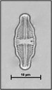 Luticola nivalis (Ehrenberg) Mann in Round, Crawford & Mann, 1990