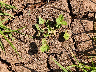 Convenzione ONU per combattere la desertificazione: entro il 2030 dovranno essere recuperati 1 miliardo di ettari di aree degradate