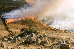 Incendi forestali: da gennaio a luglio 2024 in linea con la media dal 2006. Episodi più gravi in Sicilia e Sardegna, a Vieste salva la copertura forestale