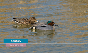 Botulismo aviario e avifauna selvatica: prima segnalazione in Italia di una grave epidemia in un’area protetta