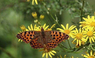 Evoluzione delle politiche per la tutela della biodiversità e innovazione nelle strategie di impresa