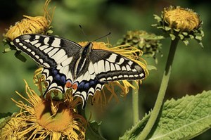 Giornata mondiale della Biodiversità 2024